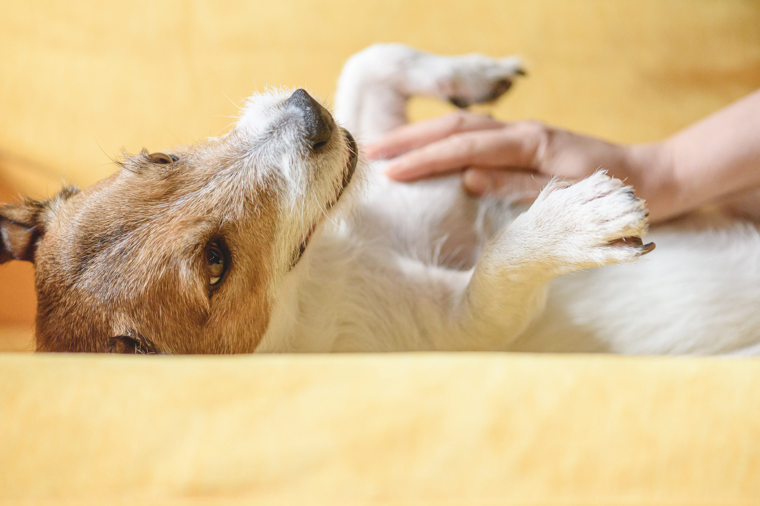 Everything to Know About Your Pet's Mental Health - Modesto Bee Everything to Know About Your Pet's Mental Health - Modesto Bee